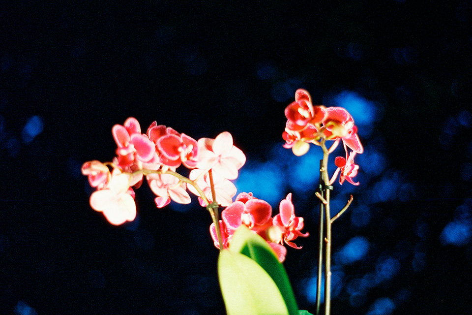 Image courtesy Aila Harryson Lorigan
